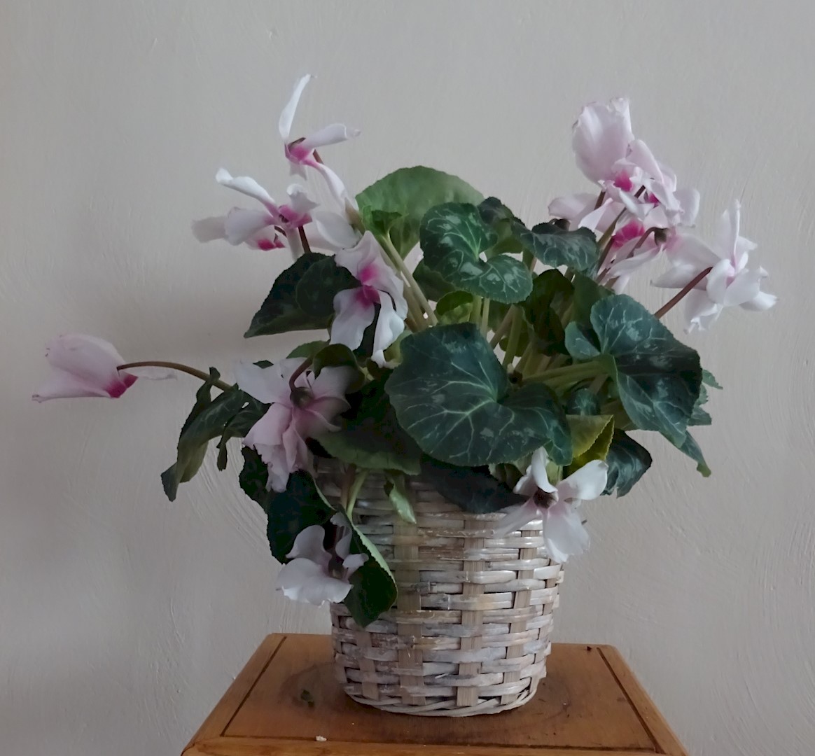 Flowers from Main Street Salon; Laure, Rusty, and Family; and Audrey Neiffer