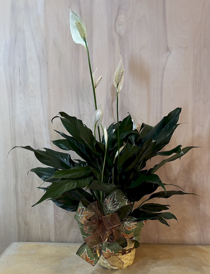 Flowers from The Fischers: Tonia, Jeff, Craig, and Shelia