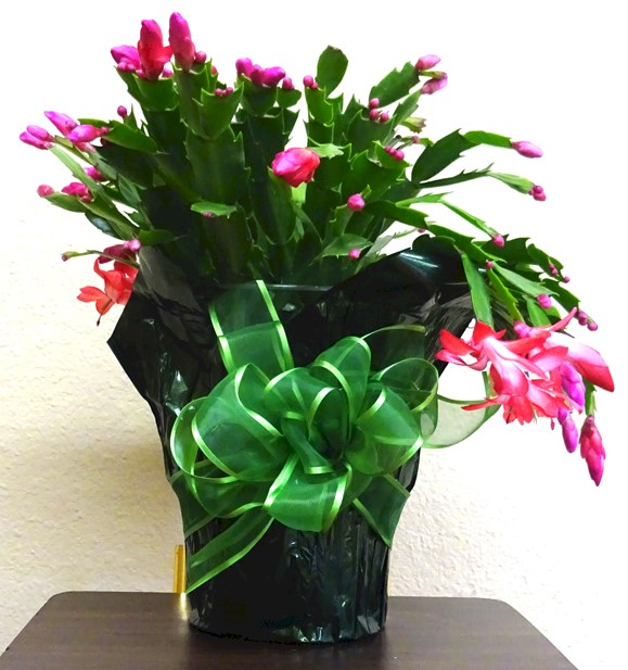 Flowers from The Fratzke's - Molly, Mark, Maisie, and Max