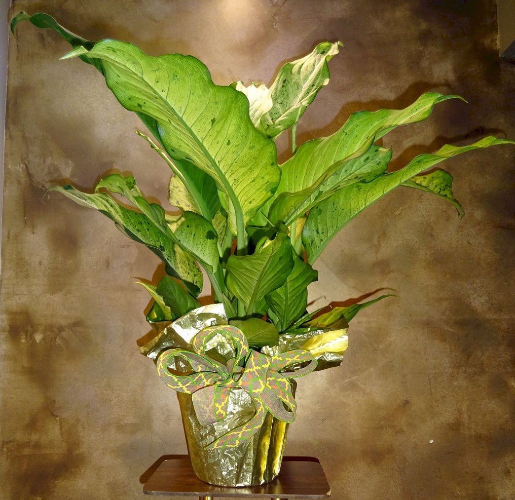 Flowers from Don and Kerry Burns and Philip Motor Employees