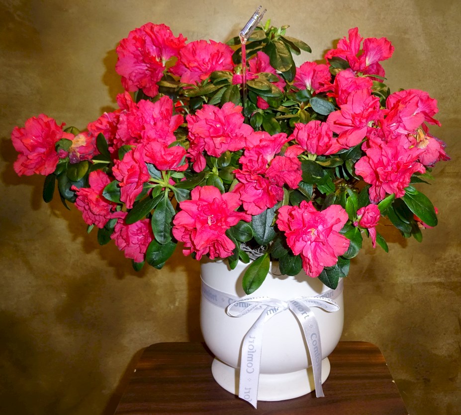 Flowers from Clyde and Connie