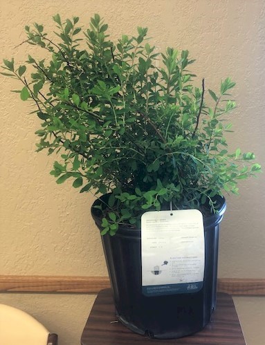 Flowers from Deb Olney and Family