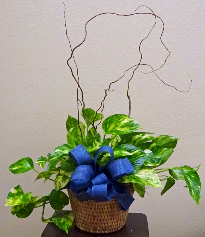 Flowers from Dusty Carroll Family