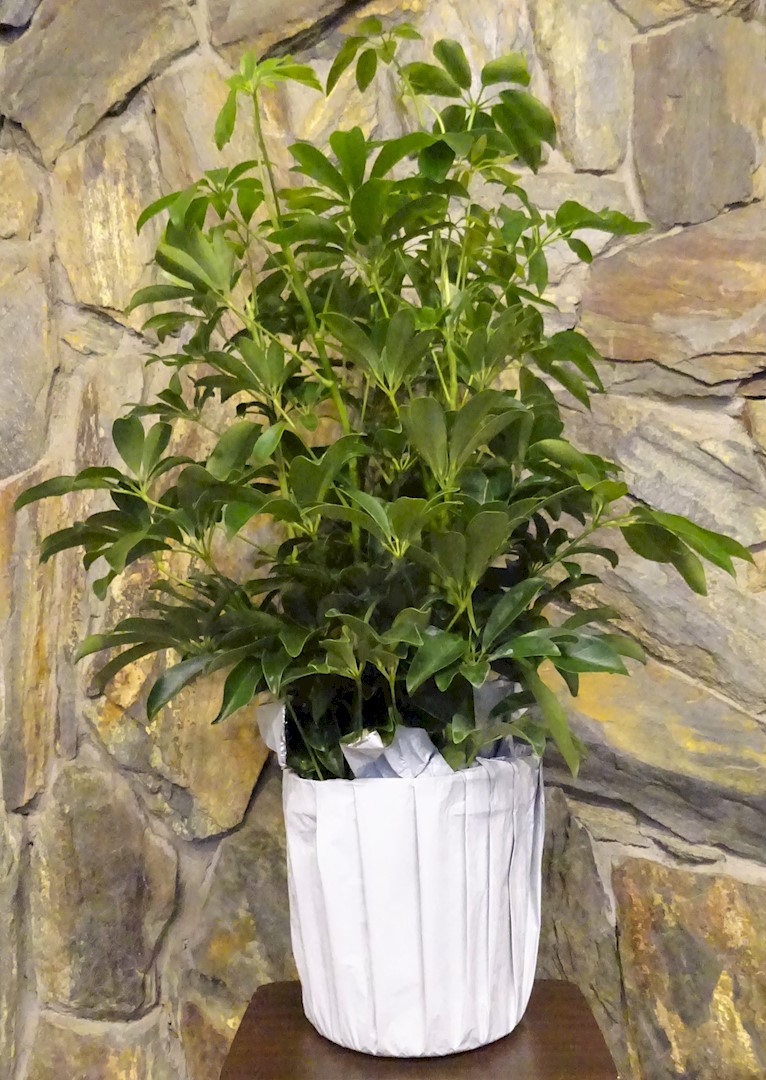 Flowers from Brock, Brittany, Taryn, and Sawyer