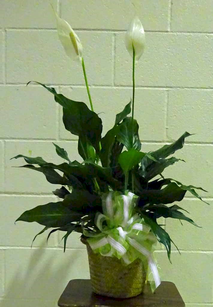 Flowers from Haakon County School Board