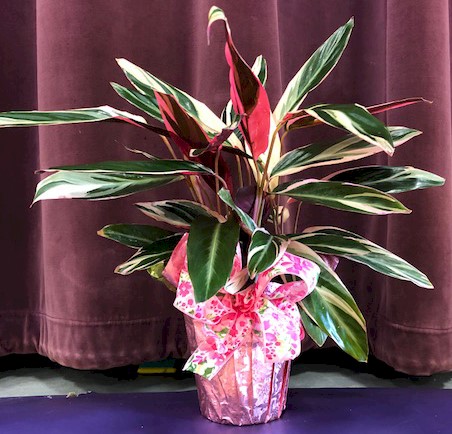 Flowers from Bruce and Bonnie Madsen