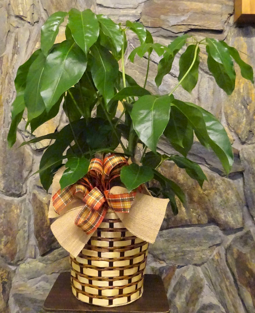 Flowers from Gary and Andrea Peterson and Carisa, Libby, and Brooke