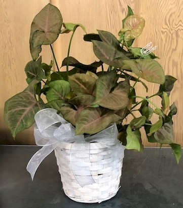Flowers from Scott and Marty Bauman and Family