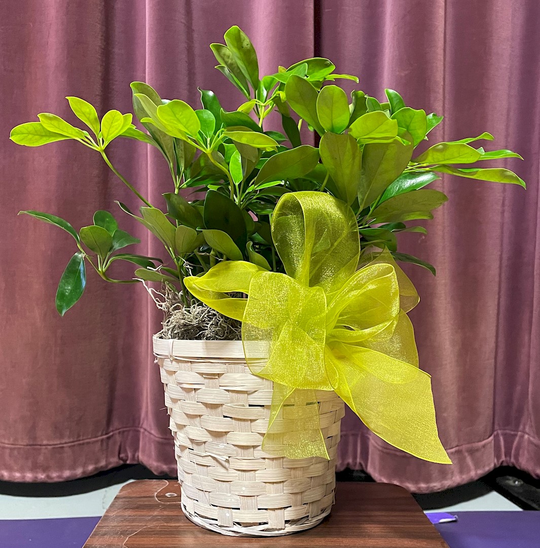 Flowers from Colter and Abby Carlson and Family