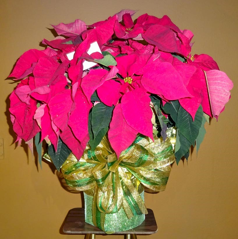 Flowers from Family