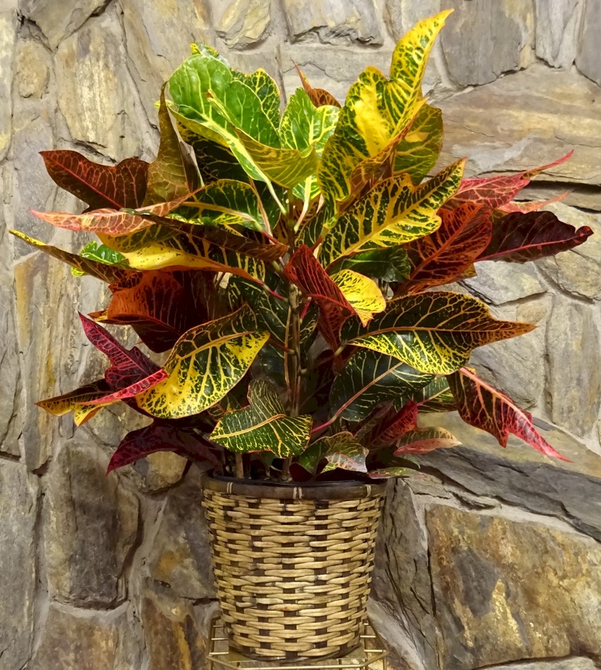 Flowers from The Uhlir Boys - Cory, Cam, Chris, and their families