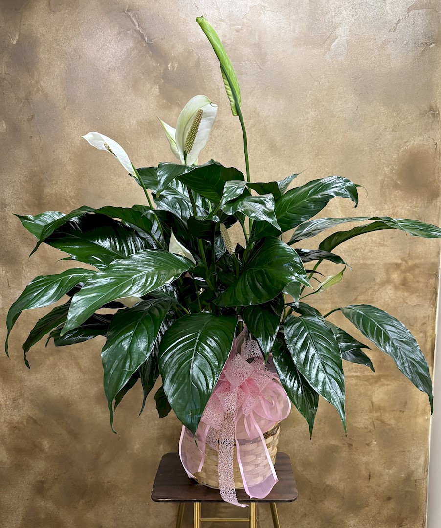 Flowers from Sunshine Inn Family