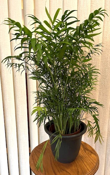 Flowers from Wall Economic Development