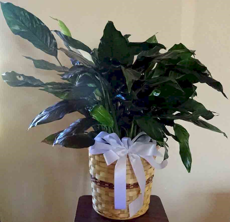 Flowers from Brian and Tammy Foote and Family