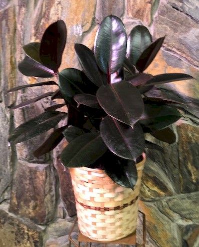 Flowers from The Staff at Scotchman Living Center