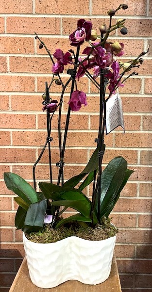 Flowers from Susan and Margaret Ann