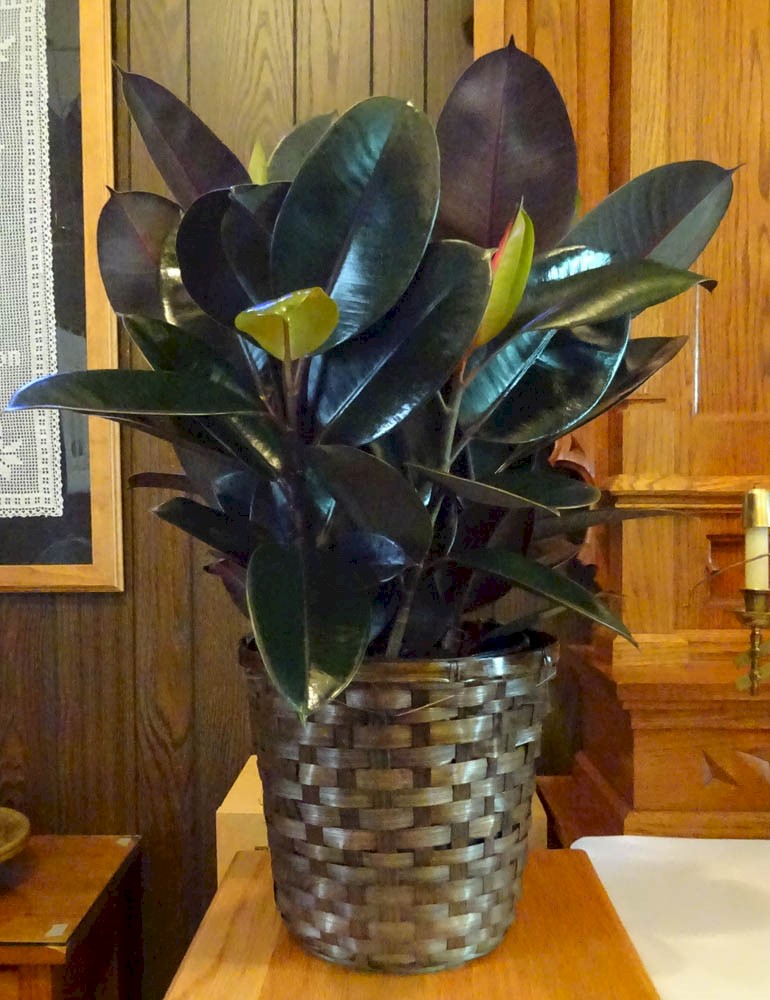 Flowers from SHC Board of Directors and Staff