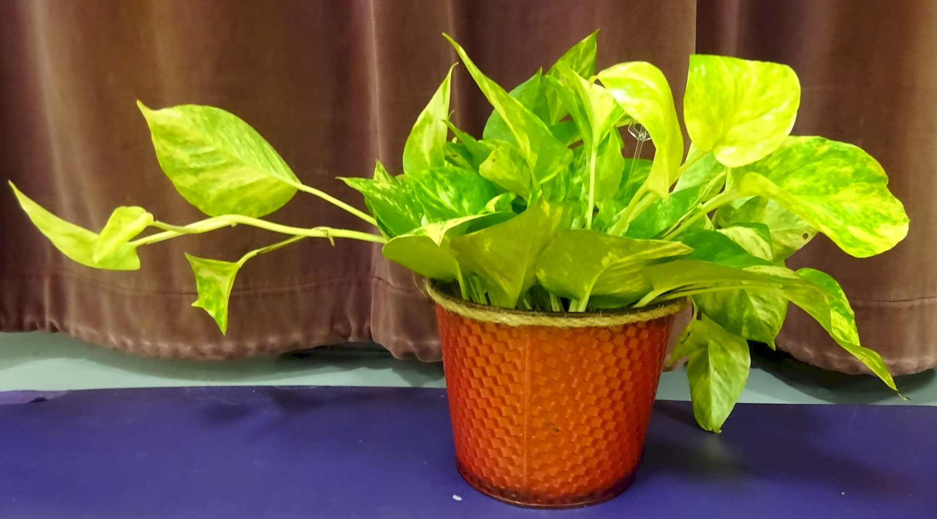 Flowers from Dean, Karen, Samantha, and Cooper Phillipson