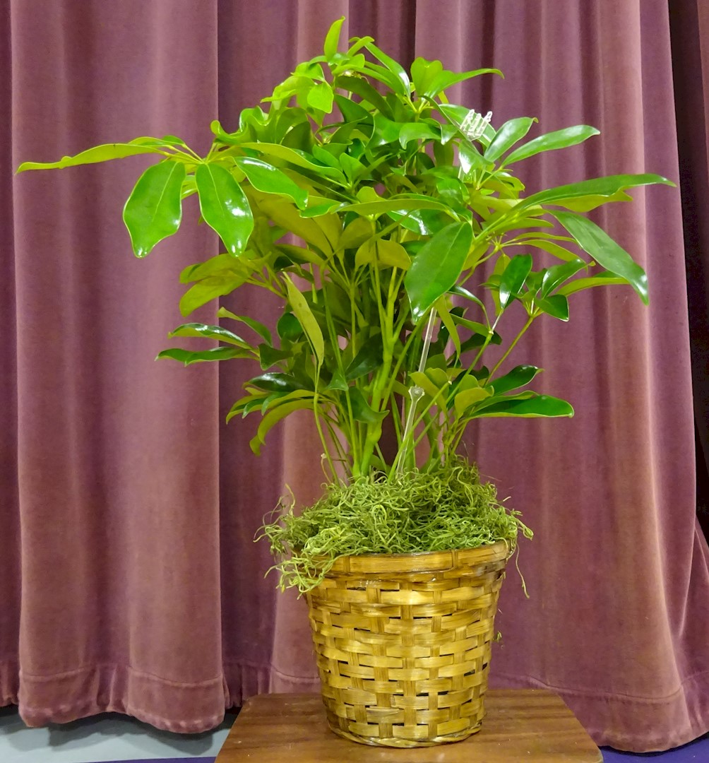 Flowers from Jeff and Kelly Penticoff