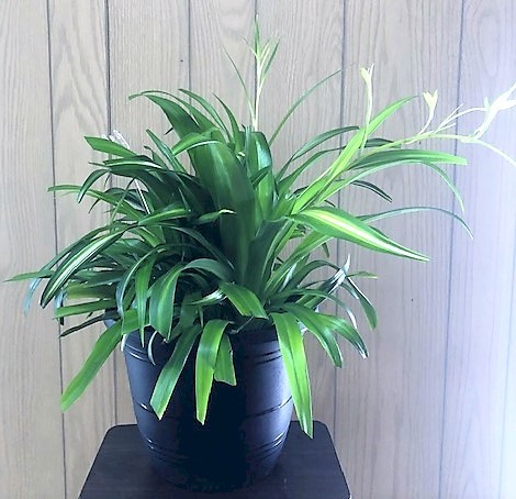 Flowers from Kadoka Nursing Home Staff, Residents, and Board of Directors