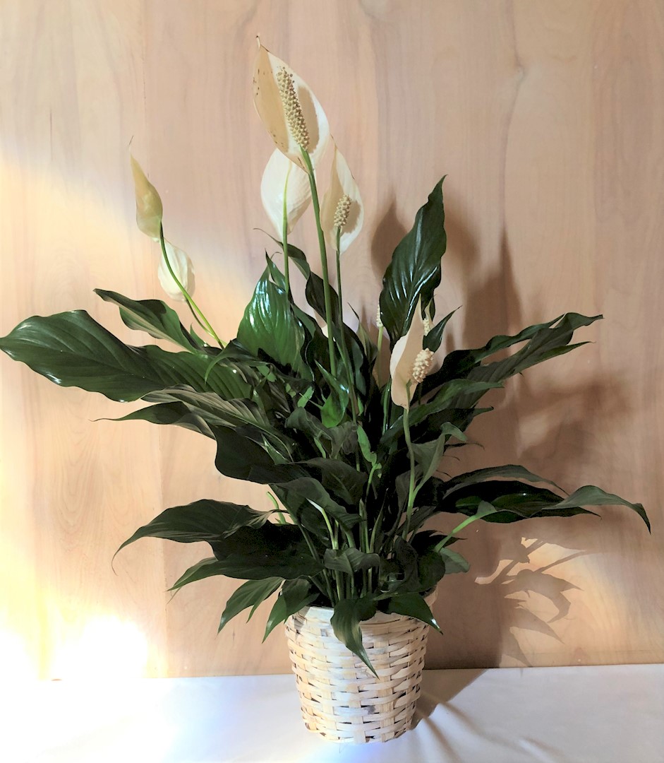 Flowers from Stulken, Petersen, Lingle, Walti, and Jones - Pierre