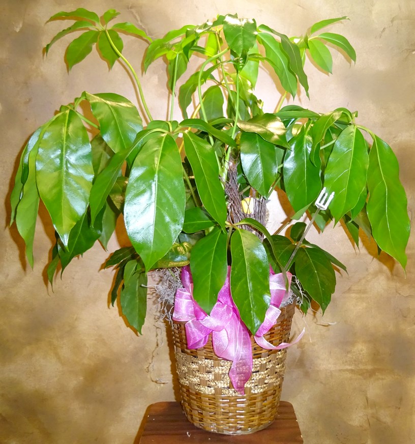 Flowers from Brown's Repair