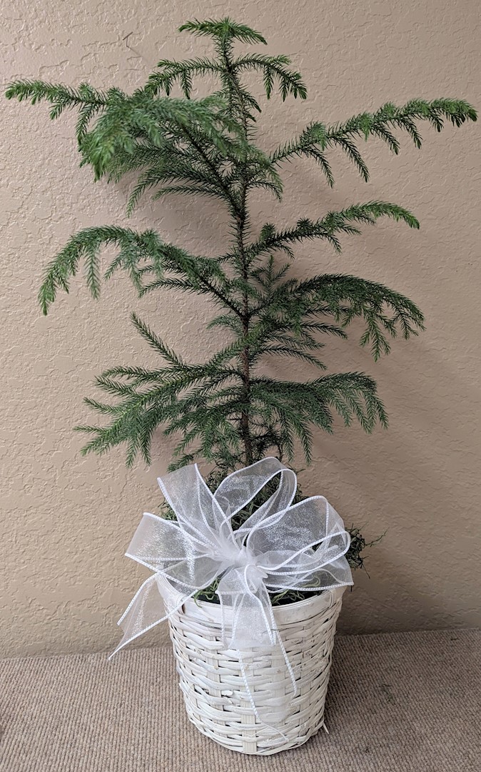 Flowers from Kadoka Nursing Home Staff, Residents, and Board of Directors