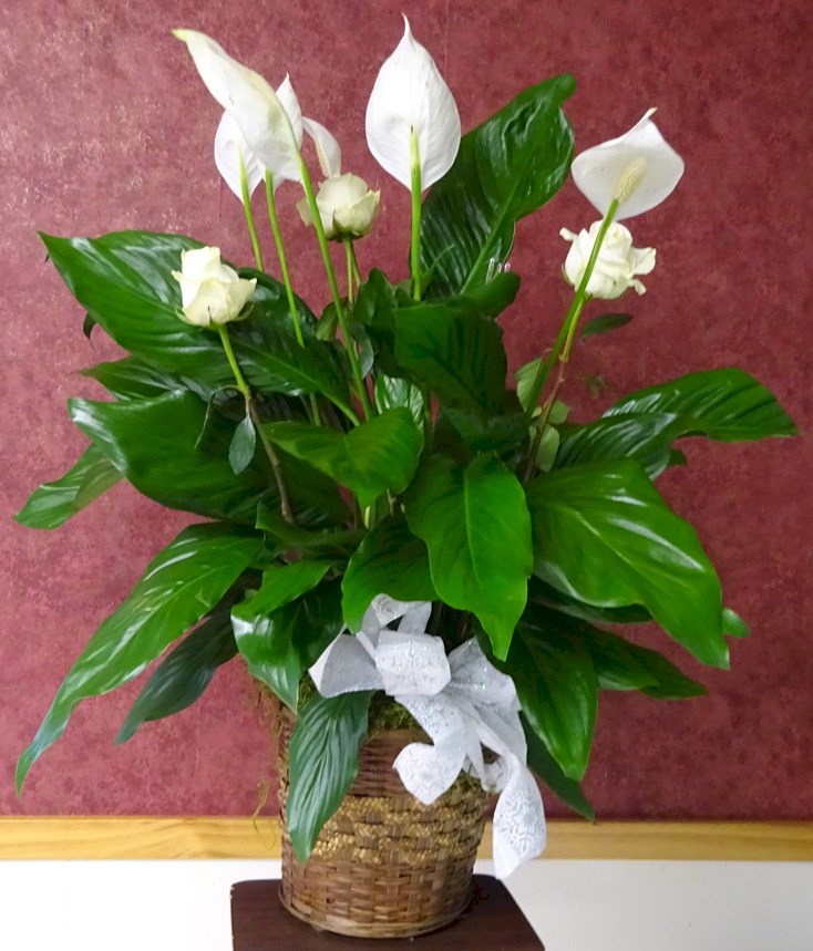 Flowers from Aimee, Donn, and Family