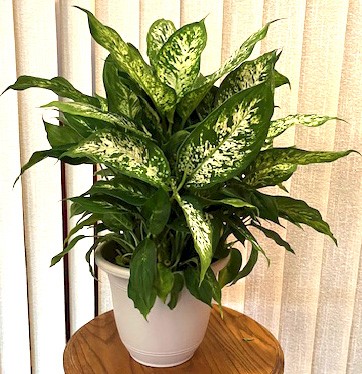 Flowers from Dan and Cindy Hauk