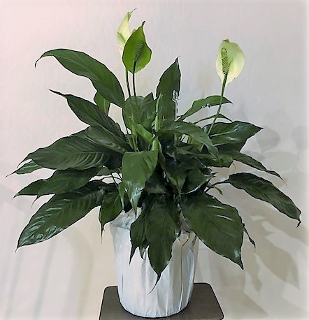 Flowers from Class of 93