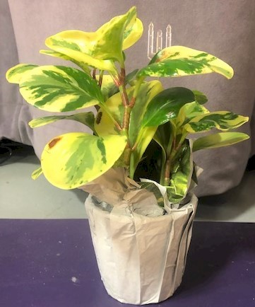 Flowers from Class of 1980