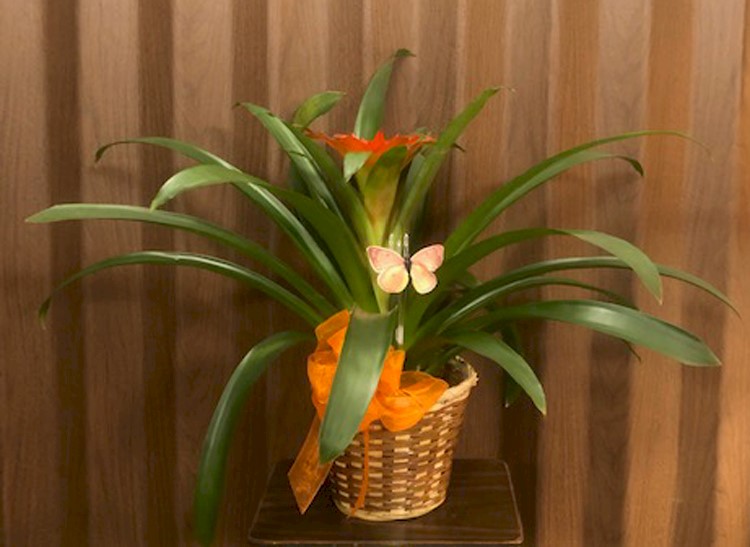 Flowers from Dustin Curr