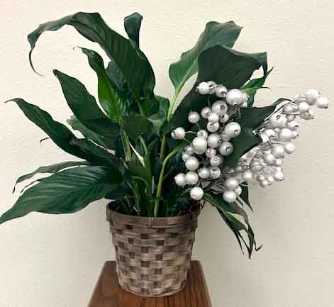 Flowers from The Mannan Family and the Connelly Family
