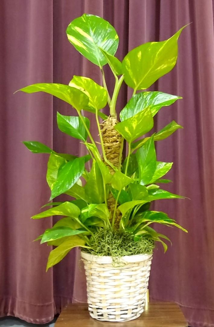 Flowers from The Keetle and Stone Families