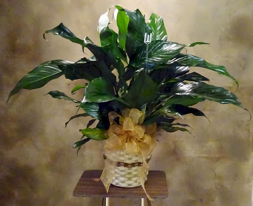 Flowers from The Roberts Family
