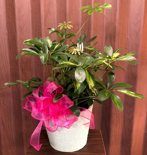 Flowers from Shayne, Heidi, Shaylee, and Haylee Porch