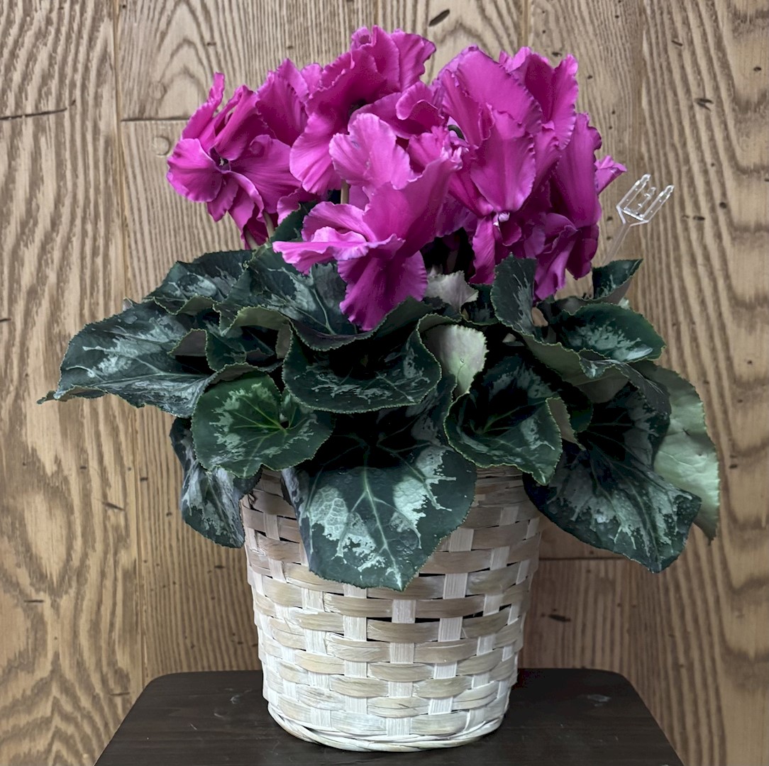 Flowers from Dakota Country Pharmacy