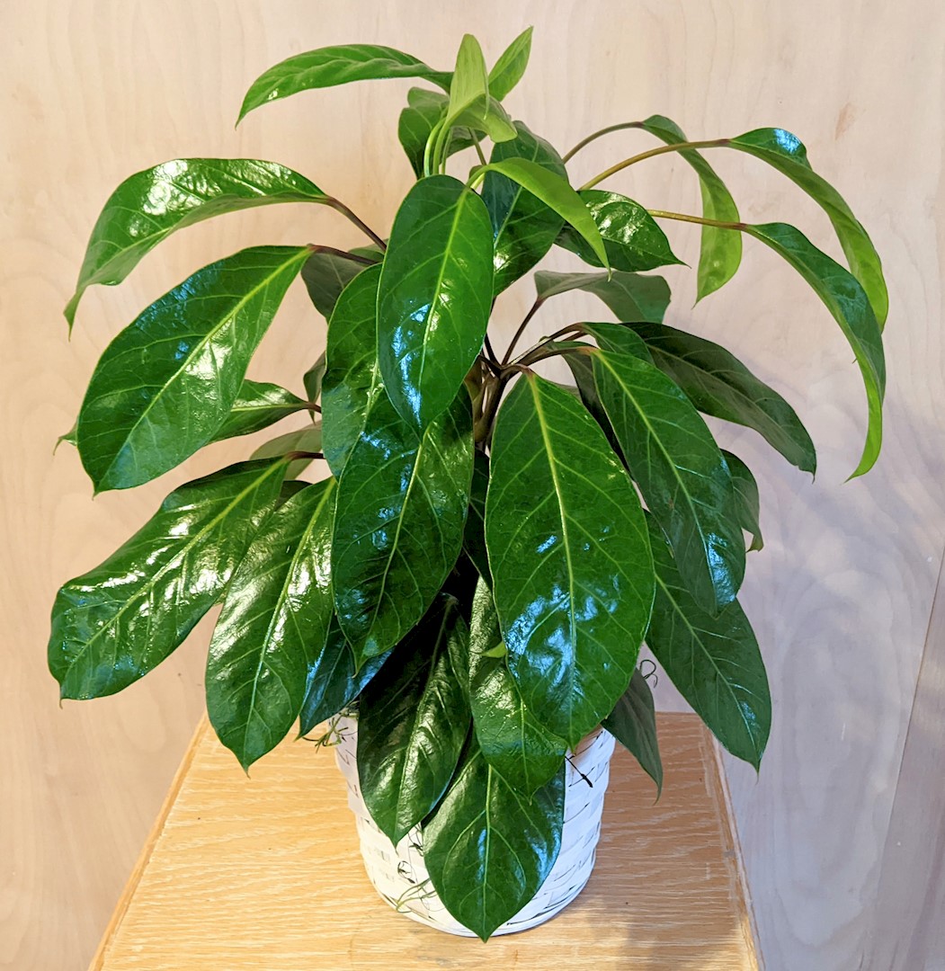 Flowers from Kadoka Nursing Home Staff, Residents, and Board of Directors