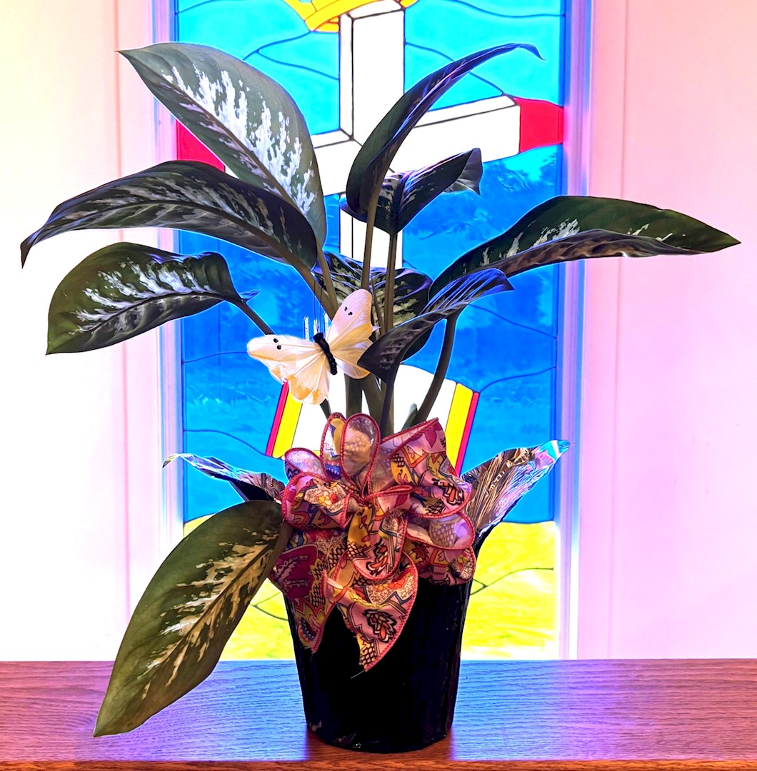 Flowers from City of Wall