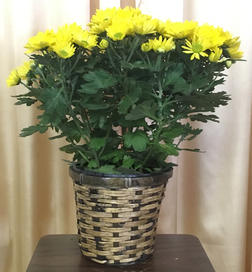 Flowers from Kathy Brown