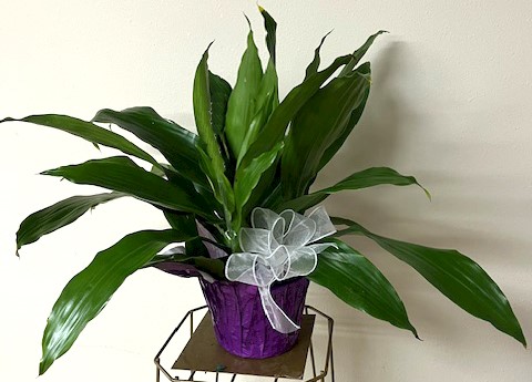 Flowers from Philip Grossenburg Employees