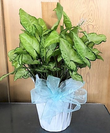 Flowers from Kadoka Nursing Home Staff, Residents, and Board of Directors