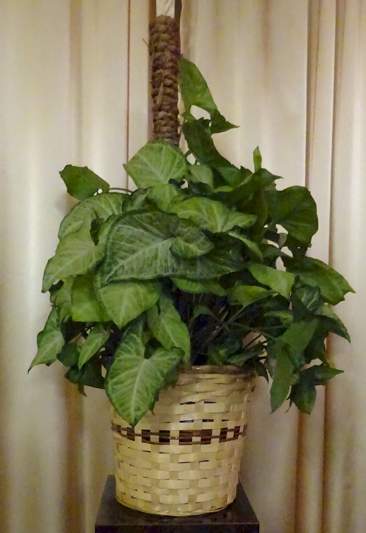 Flowers from Bruce and Virginia Conlee; Brad and Brenda Johnson; and Chuck and Jan Conlee