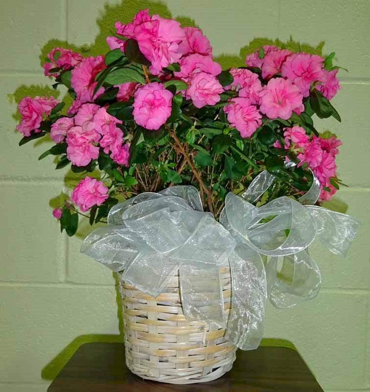Flowers from Dakota Country Pharmacy