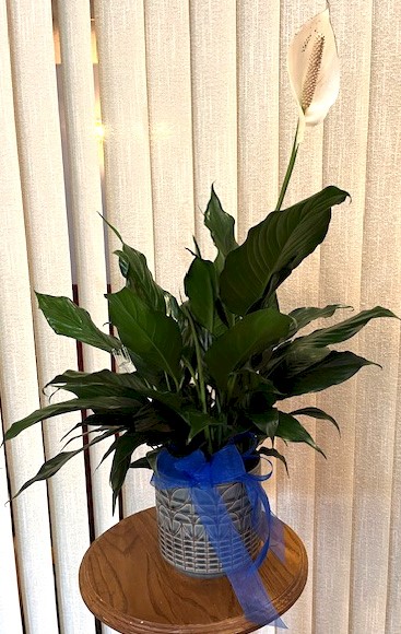 Flowers from Judy and Al Boysen