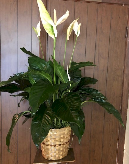 Flowers from Cathie; Tyler and Dan; Tucker, Ashley, and Family; Tanner, Kim, and Family; and Abbi, Colton, and Family