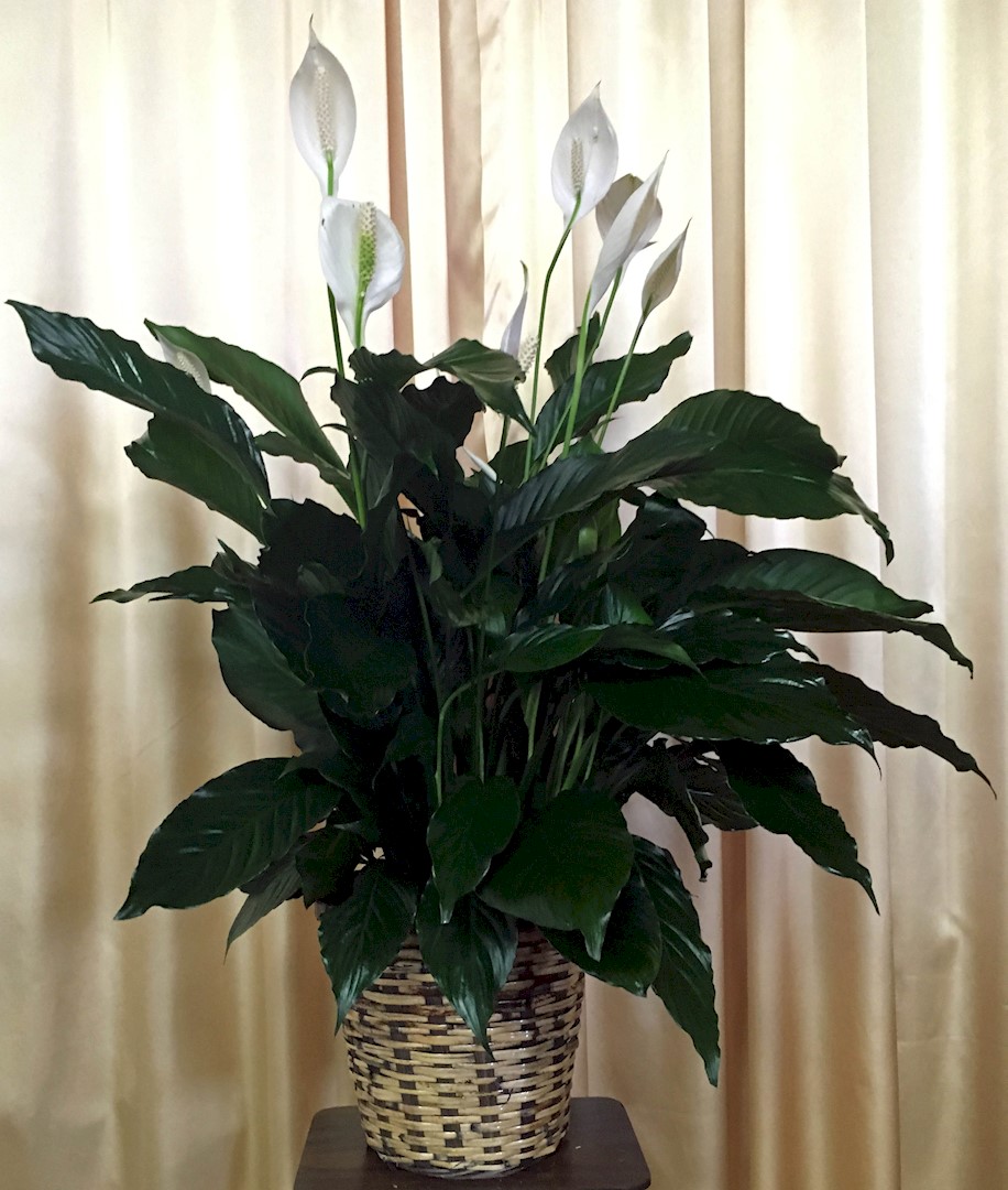 Flowers from Bonnie Mitchell, Pam and Brenda, and Bernie and Dianna