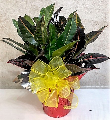 Flowers from Dakota Country Pharmacy