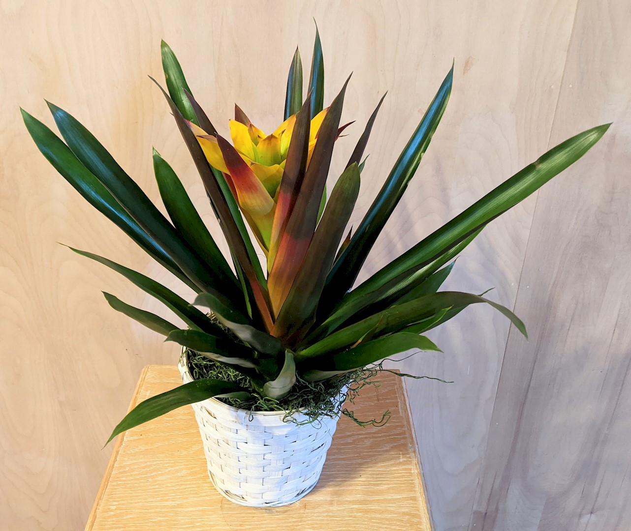 Flowers from Sauntee, Heidi, Jadyn, Jyntre, and Jyrzee Coller and Danny, Jerica, Ezekiel, and Nash Muzik