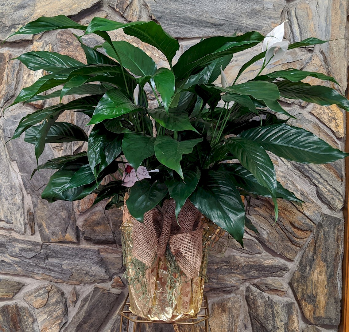 Flowers from ATT South Dakota
Zena, Travis and Management Team
